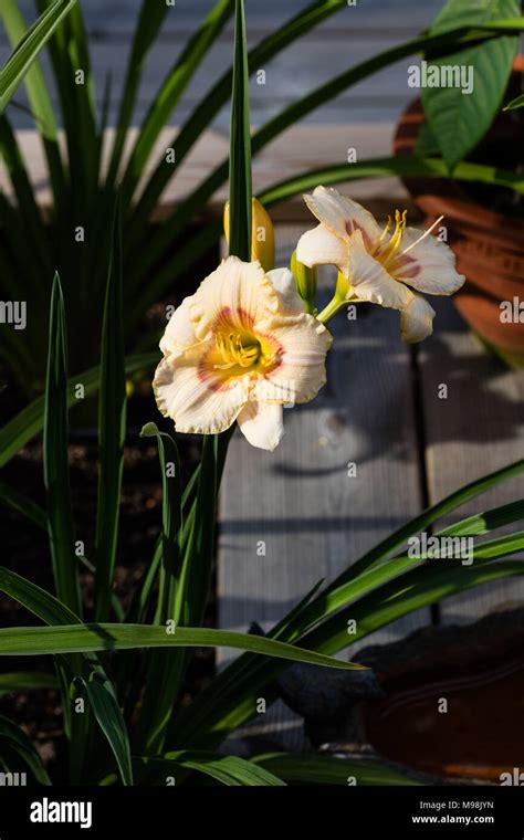 Siloam Baby Talk Daylily Daglilja Hemerocallis Stock Photo Alamy