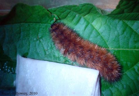 Woolly Bear Caterpillar | Mountain Lake Biological Station, U.Va.