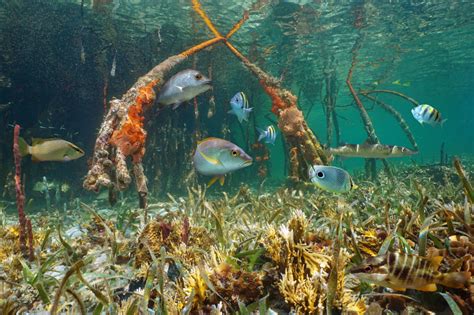 Mangroves Matter - Mangrove Action Project