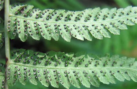 How to collect and clean fern spores - The British Pteridological Society