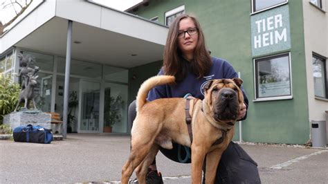 Augsburger Tierheim Muss Preise Drastisch Erh Hen