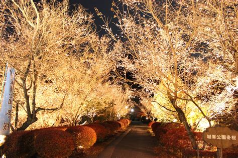 城峯公園冬桜・紅葉状況 神川町観光協会