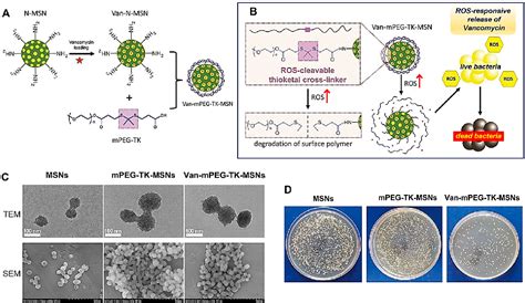 Figure 1 from Mesoporous Silica Nanoparticles as a Potential ...