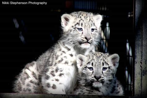 Snow Leopard Cubs - ZooChat