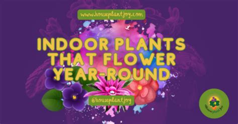 Indoor Plants That Flower Year-Round - HouseplantJoy.com