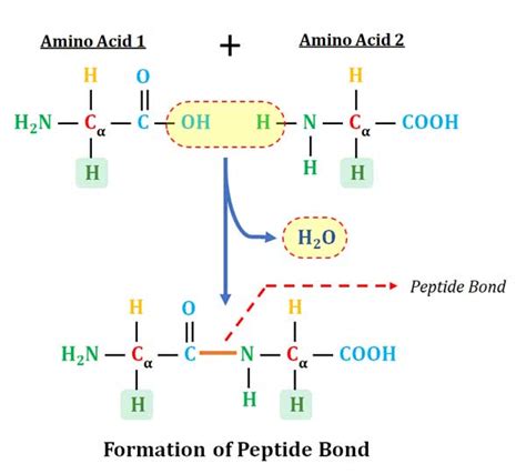 What Is Peptide Bond How Peptide Bond Is Formed Characteristics Of Peptide Bond What Is