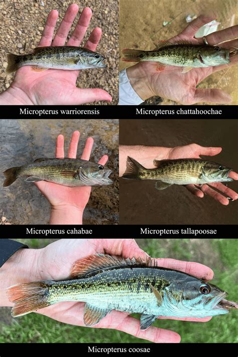 Redeye Bass Fish Species Guide Badangling