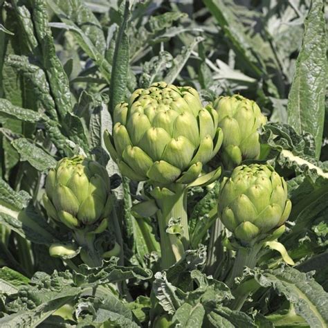 Cardoon Artichoke Seeds Gigante Di Romagna Cynara Cardunculus