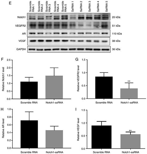 Continued E Western Blot Results And Analysis Showing The Expression Download Scientific