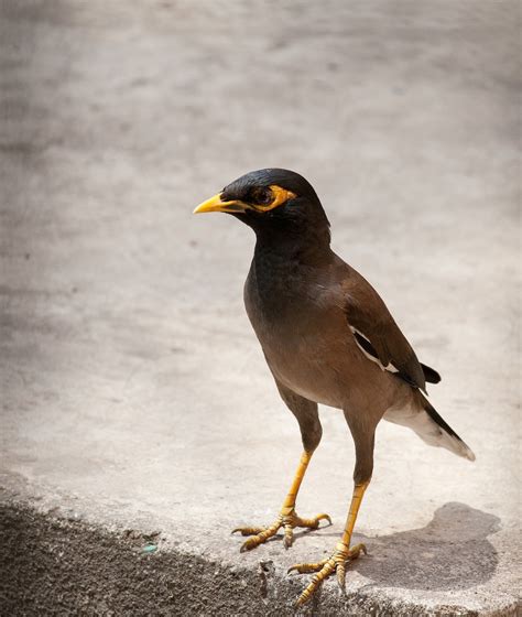 Myna Bird Perched Free Photo On Pixabay Pixabay