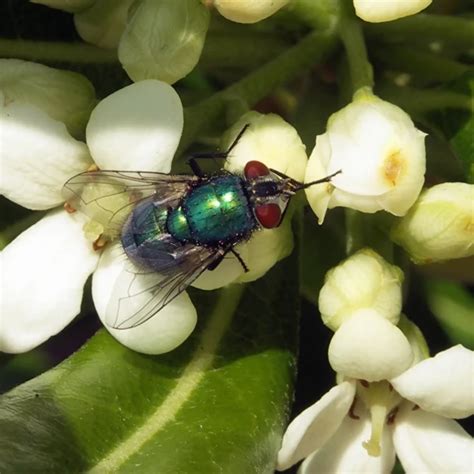 Common green bottle fly - Facts, Diet, Habitat & Pictures on Animalia.bio