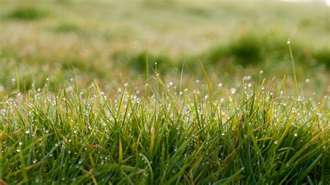 3840x2160 Wallpaper Close Up Photo Of Green Grass Field Peakpx