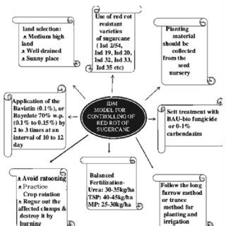 Disease cycle of red rot of sugarcane. | Download Scientific Diagram