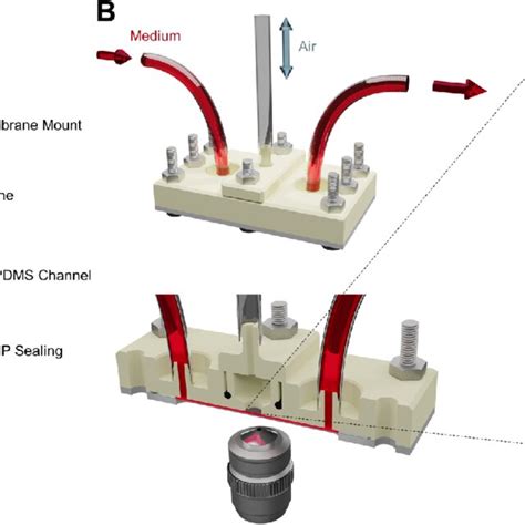 Rendered Depiction Of The Phase Micro Physiological D Printed