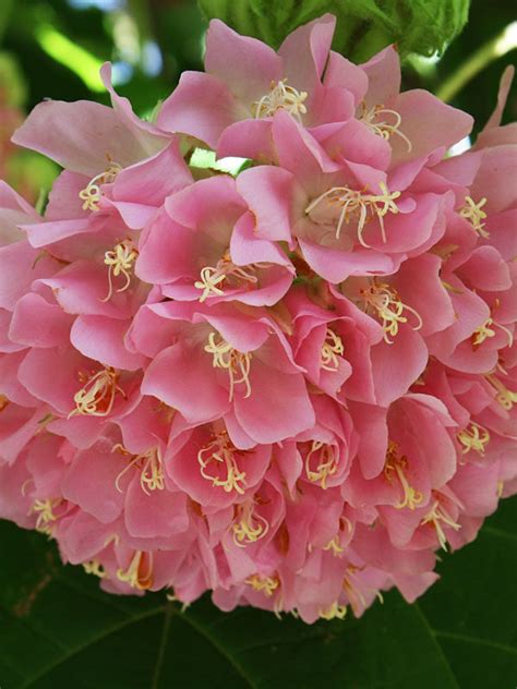 Pink Ball Tree Dombeya Wallichii Kens Nursery