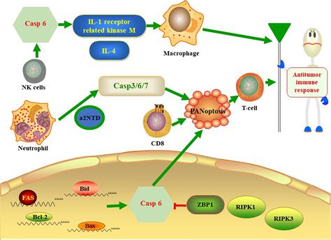 Caspase6 Is A Key Regulator Of Crosstalk Signal Way In PANoptosis In