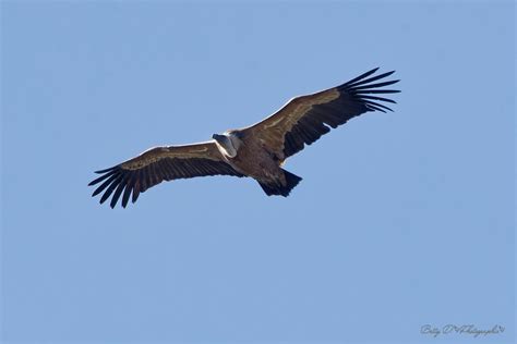 Vautour Fauve Gyps Fulvus Griffon Vulture Betty D Photographies