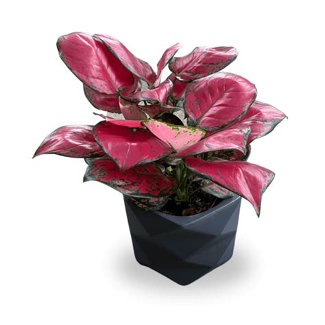 Chinese Evergreen Aglaonema Commutatum Schott Hawaii Landscape