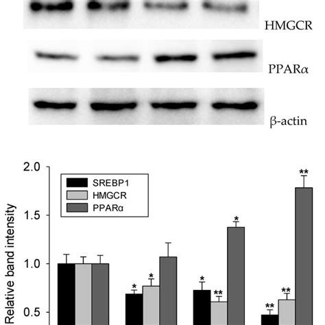 Effects Of FO And ASX On Hepatic Lipid Synthesis Related Proteins