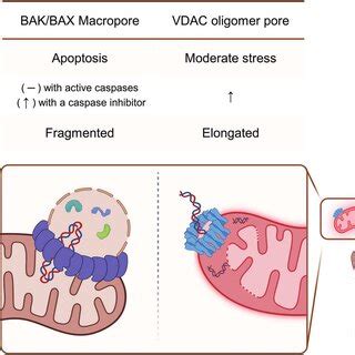 Pdf Molecular Mechanisms Of Mitochondrial Dna Release And Activation