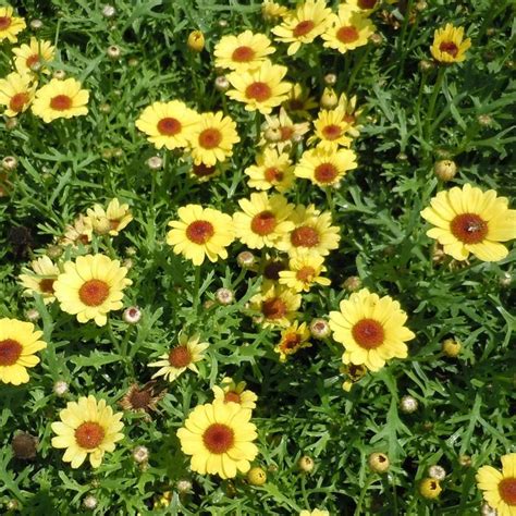 Argyranthemum Frutescens Grandaisy Yellow Marguerite Daisy Garden