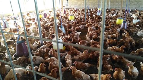 Poultry Farming In Ghana Layers Avemmed Farms Youtube