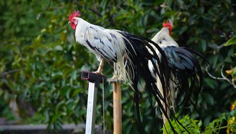 Onagadori Chicken: Origin, Behavioral Traits, and Fun Facts