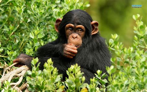 Chimpanzee Wallpapers - Wallpaper Cave