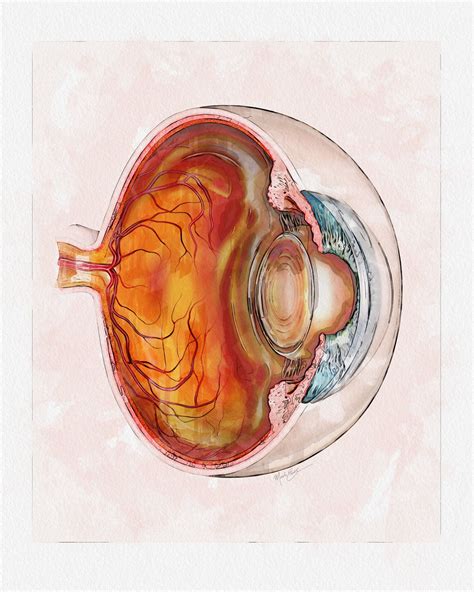 Eyeball Cross Section Marker Pen Style Art Print For Eye Doctor Office