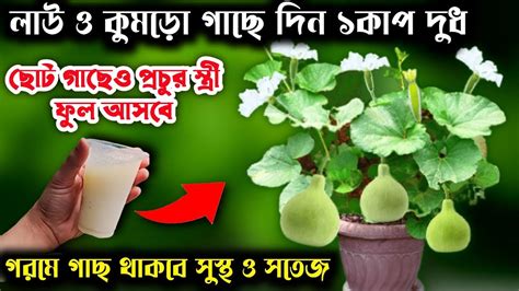 লাউ ও কুমড়ো গাছে এখনি দিন ১কাপ দুধ মাত্র ২০দিনে আসবে প্রচুর স্ত্রী ফুল