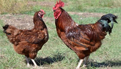 Top 10 Jumbo And Extra Large Egg Laying Chicken Breeds