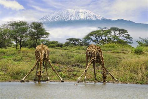 Giraffes And Mount Kilimanjaro In Amboseli National Park Stock Photo