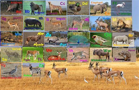 African Animal Alphabet by davinay on DeviantArt