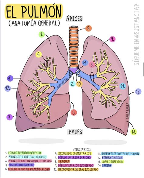 Rbol Bronquial