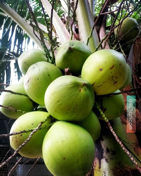 Segudang Manfaat Kandungan Pada Air Kelapa Apa Saja Ya