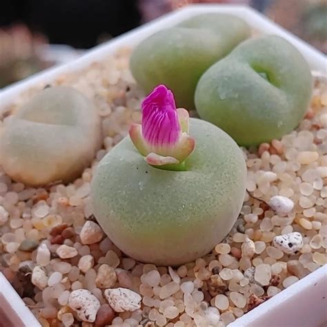 Types Of Popular Conophytum Pictorial Guide