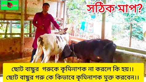 ছোট বাছুর গরুকে কৃমিনাশক না করলে কি হয়।। ছোট বাছুর গরু কে কিভাবে