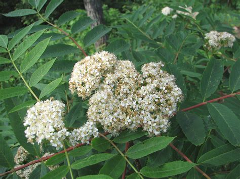 Sorbus americana (American mountain-ash): Go Botany