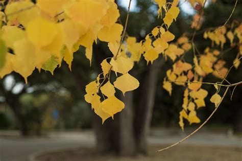 Feuilles Des Arbres Automne Photo Gratuite Sur Pixabay Pixabay