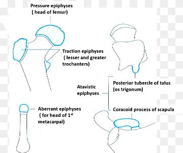 epiphysis png images pngwing