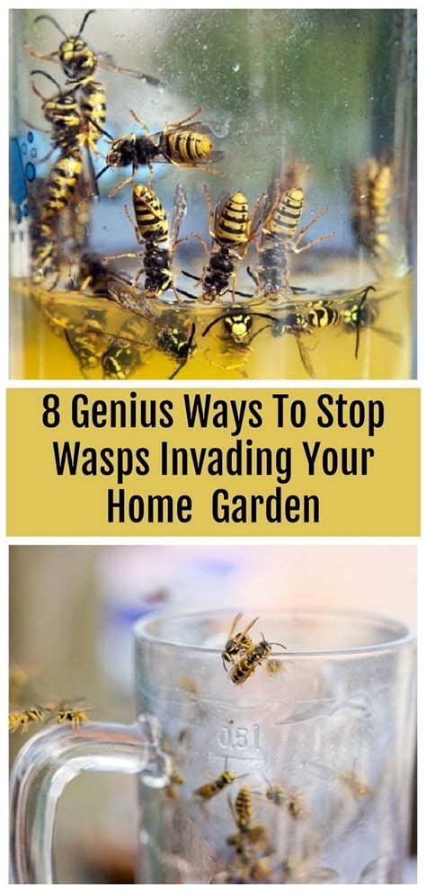 Genius Ways To Get Rid Of Wasps Keep Them Away Get Rid Of Wasps