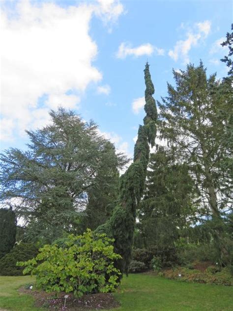 Photo Of The Entire Plant Of Weeping Serbian Spruce Picea Omorika