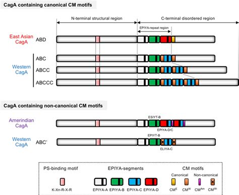 Molecular Anatomy And Pathogenic Actions Of Helicobacter Pylori Caga