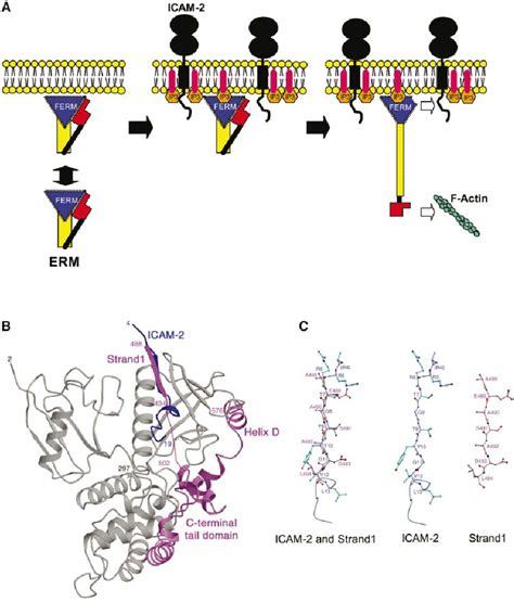 Membrane Targeting And Unmasking Of Erm Proteins A Model Of Erm Download Scientific