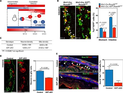 Reduction In The Number Of Neuronal Precursors And Enteric Neurons In