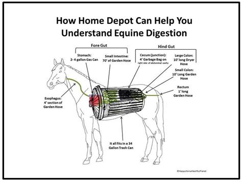 2013 The Equine Nutrition Nerd