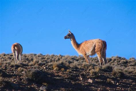 Fundo Par De Lama Guanicoe Visto Nas Vastas Estepes Da Reserva Natural