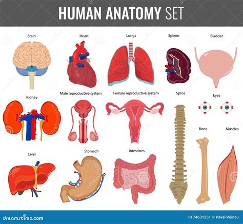 Human Internal Organs Anatomy Set Stock Vector Illustration Of