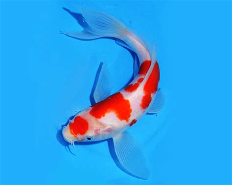 Koi Randika Aquarium