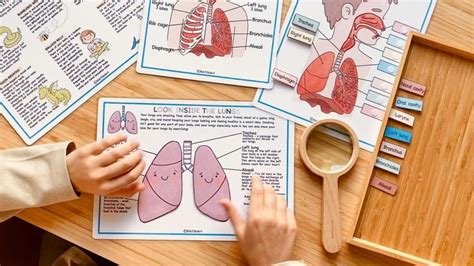 Respiratory System Bundle Human Anatomy Preschool Worksheets Etsy